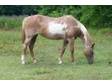 DOCSTRUOILSURPRISE - Horse for Sale in Plaucheville,  Louisiana