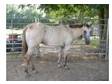 Miss Cowboy Sandy - Horse for Sale in Plaucheville,  Louisiana