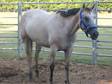 AQHA Foundation Dun Mare - Horse For Sale in Plaucheville,  LA